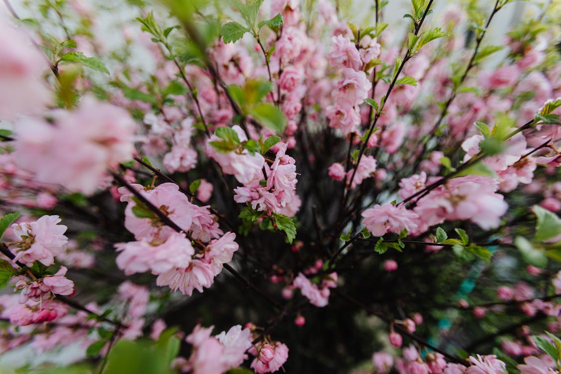 Blooming tree branches on spring day