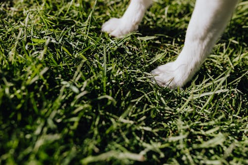 Free Paws of small dog on green grass Stock Photo