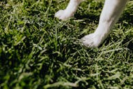 阳光明媚，一只狗的爪子特写，正踩在郁郁葱葱的绿草上