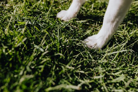 阳光明媚，一只狗的爪子特写，正踩在郁郁葱葱的绿草上