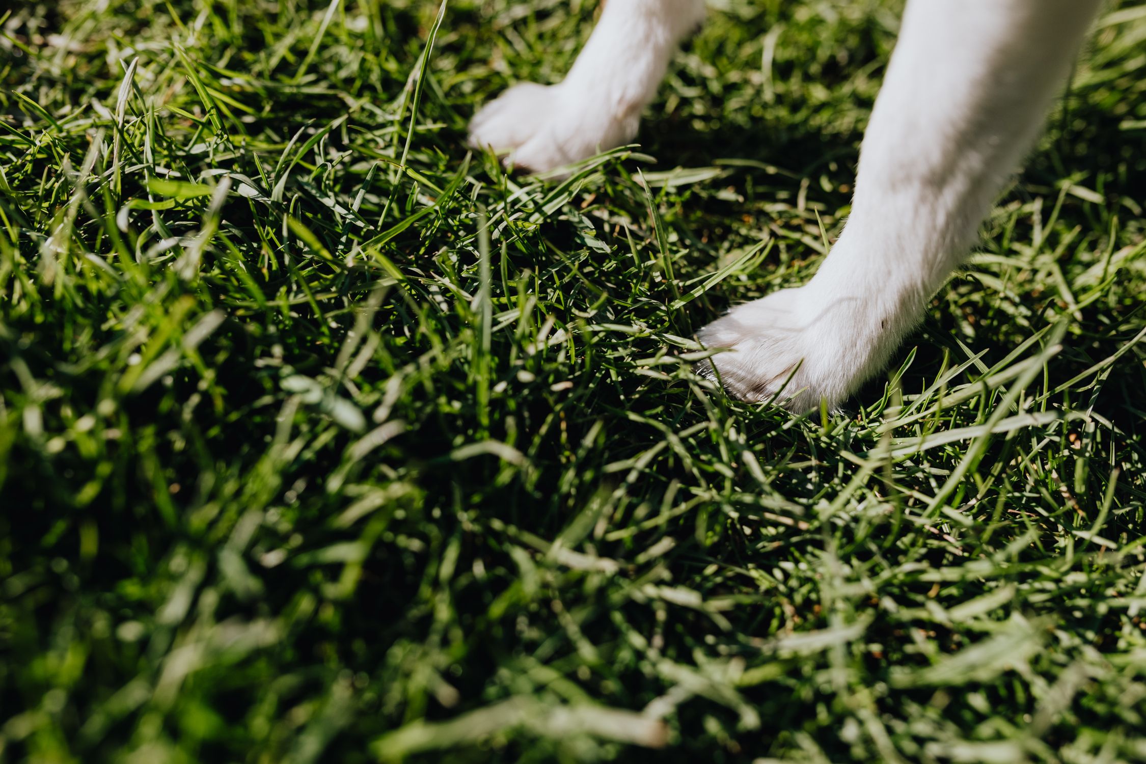 White dog paws on green grass lawn on a sunny day White dog paws on green grass lawn on a sunny day