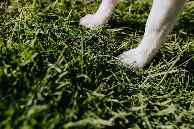 Paws Of Small Dog On Green Grass