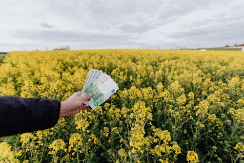 Crop man with paper banknotes on blooming meadow