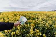 手持欧元纸币，在充满活力的油菜籽田上方，代表农业投资