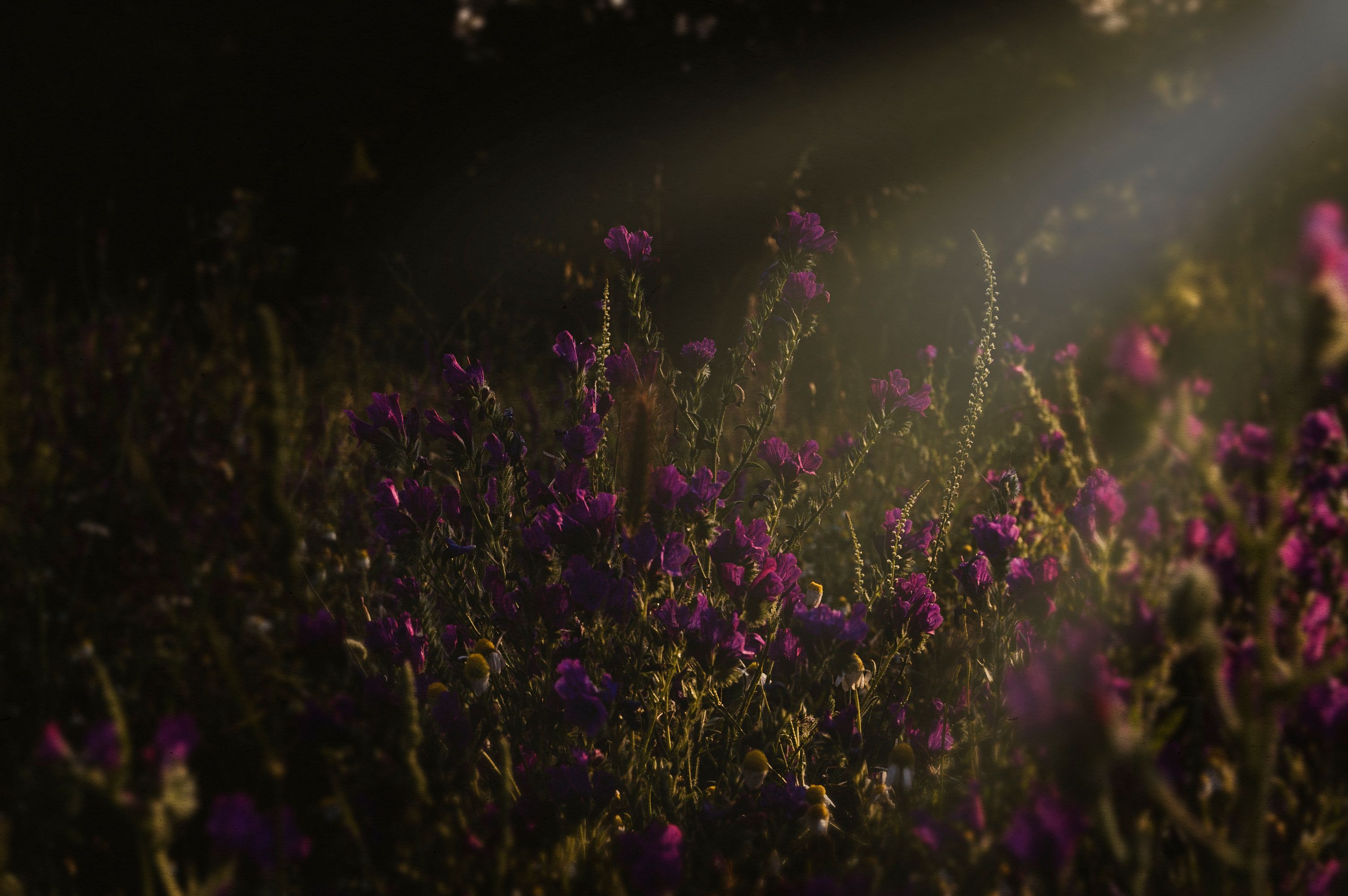 Purple Flower Field · Free Stock Photo