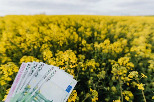 Fan of money on blooming meadow