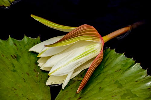 Foto d'estoc gratuïta de flor, nenúfar, plantes