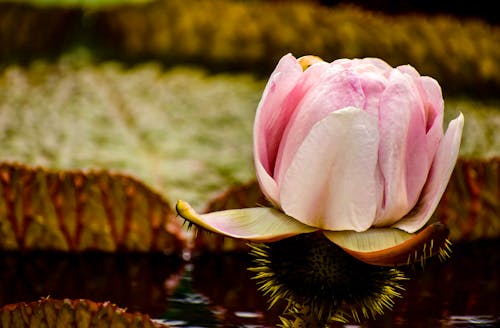 Foto d'estoc gratuïta de flor, nenúfar, planta