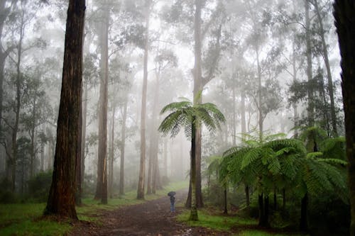 Person With Umbrella in Fogy Forest