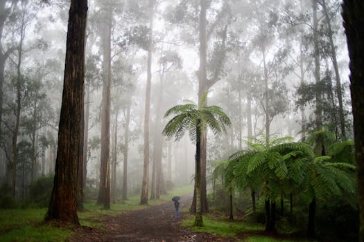 A person with an umbrella walks through a misty forest, creating a mysterious and serene atmosphere.