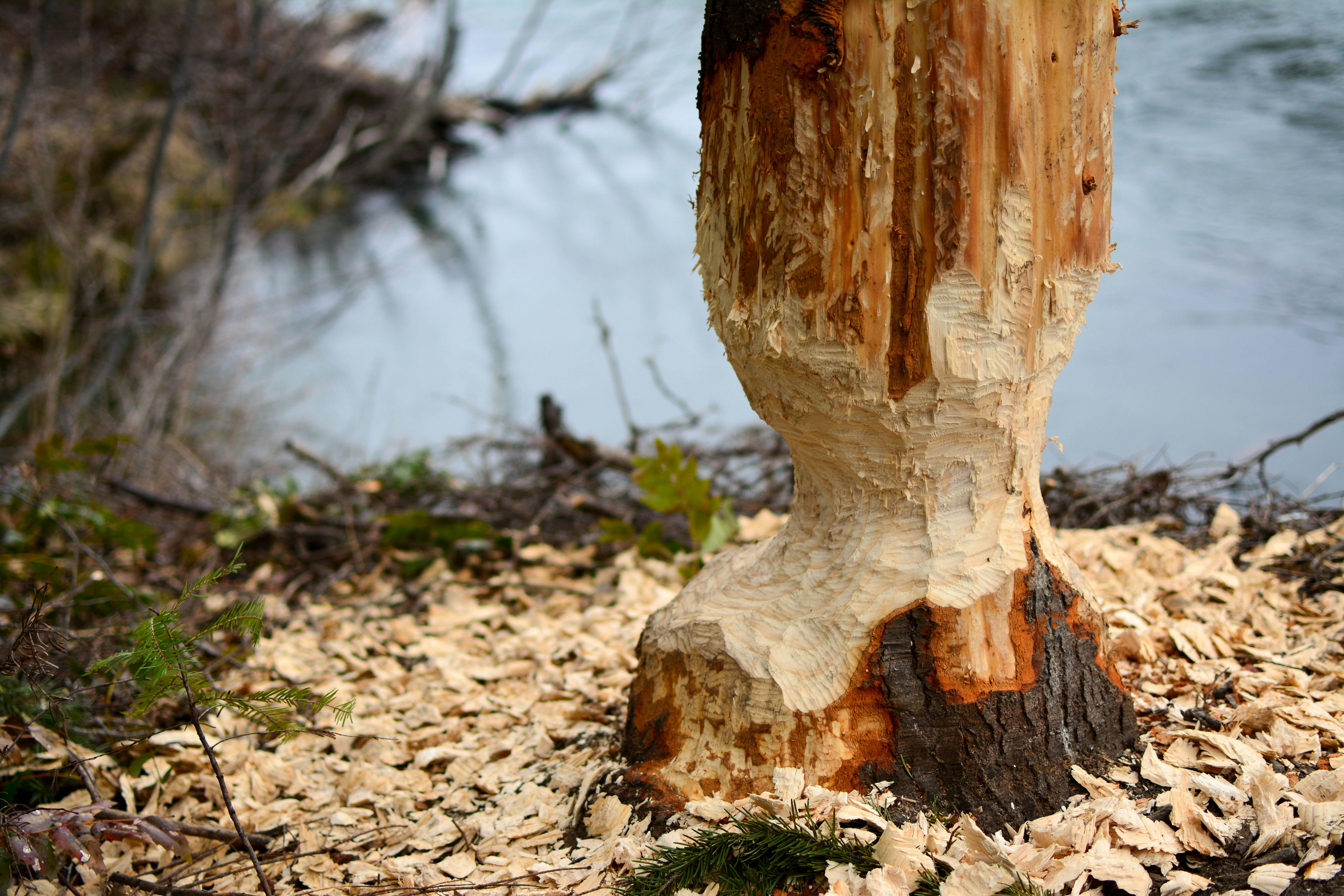 free-stock-photo-of-fallen-tree-moss-nature