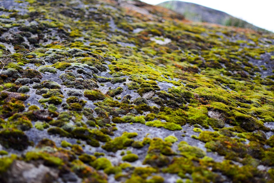 Free stock photo of boulder, moss, Mossy rocks