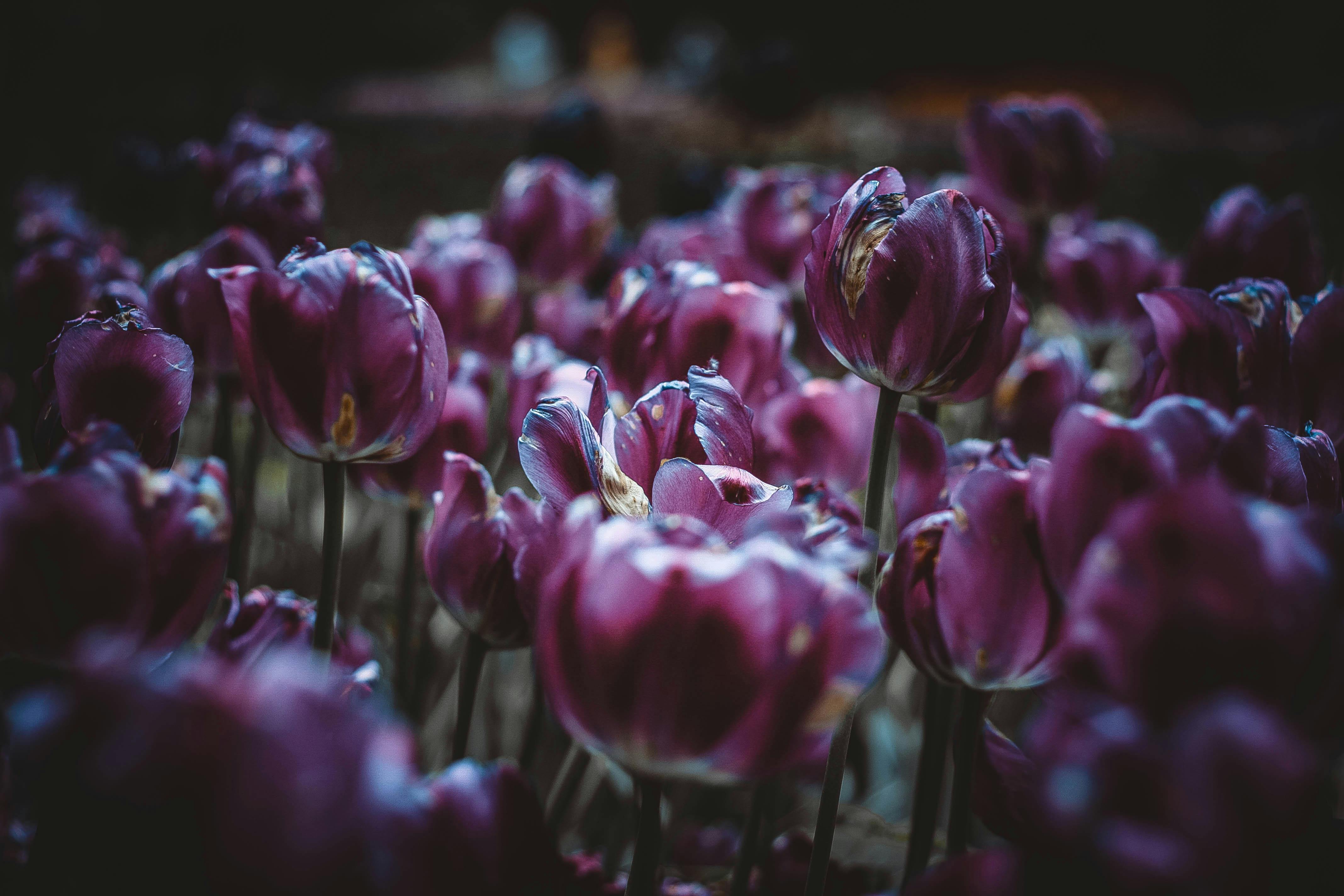 Maroon Flowers · Free Stock Photo