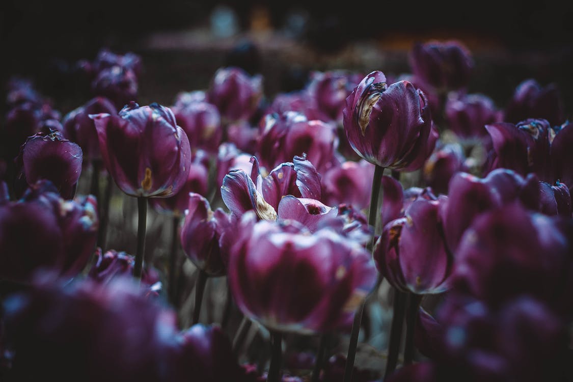 Безкоштовне стокове фото на тему «Букет квітів, впритул, вродлива»