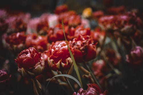 Free stock photo of flower, nature, tulips
