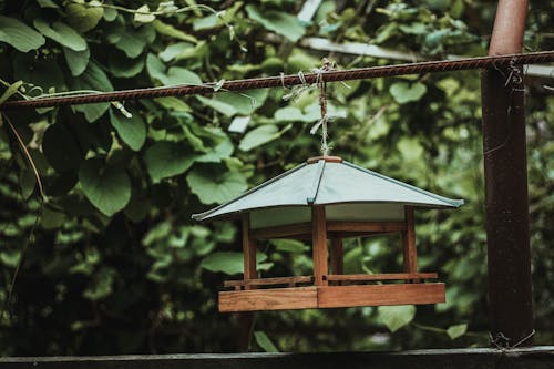 Kostenloses Stock Foto zu grün, natur, vogelhaus