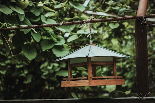 Free stock photo of bird house, green, nature