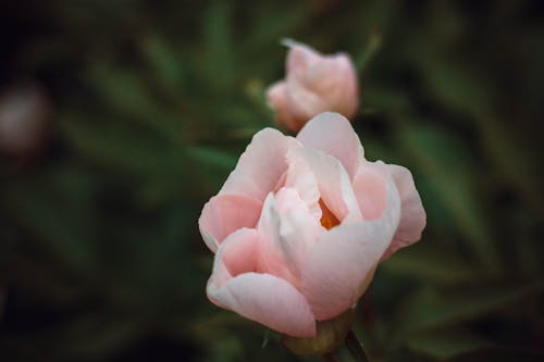 Free stock photo of flower, green, nature