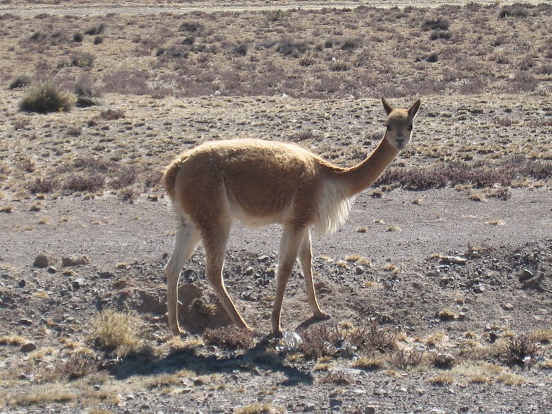 Neatly trimmed hedge and green lawn.