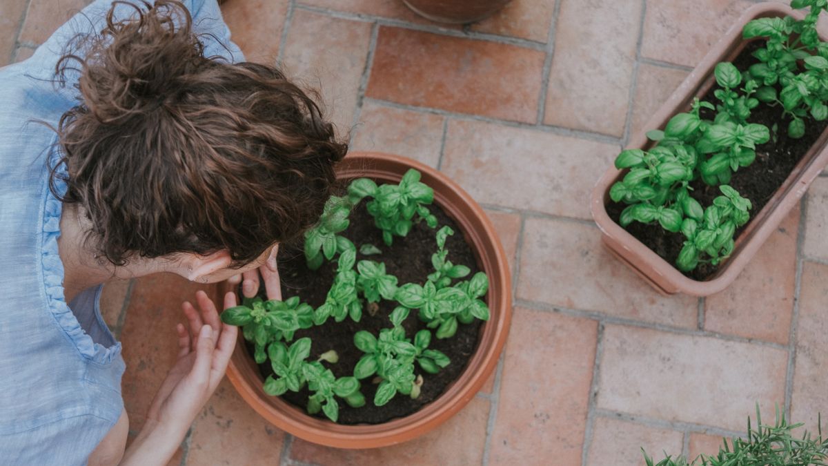 DIY : Créer un jardin dherbes aromatiques sur son balcon en 2026 - illustration
