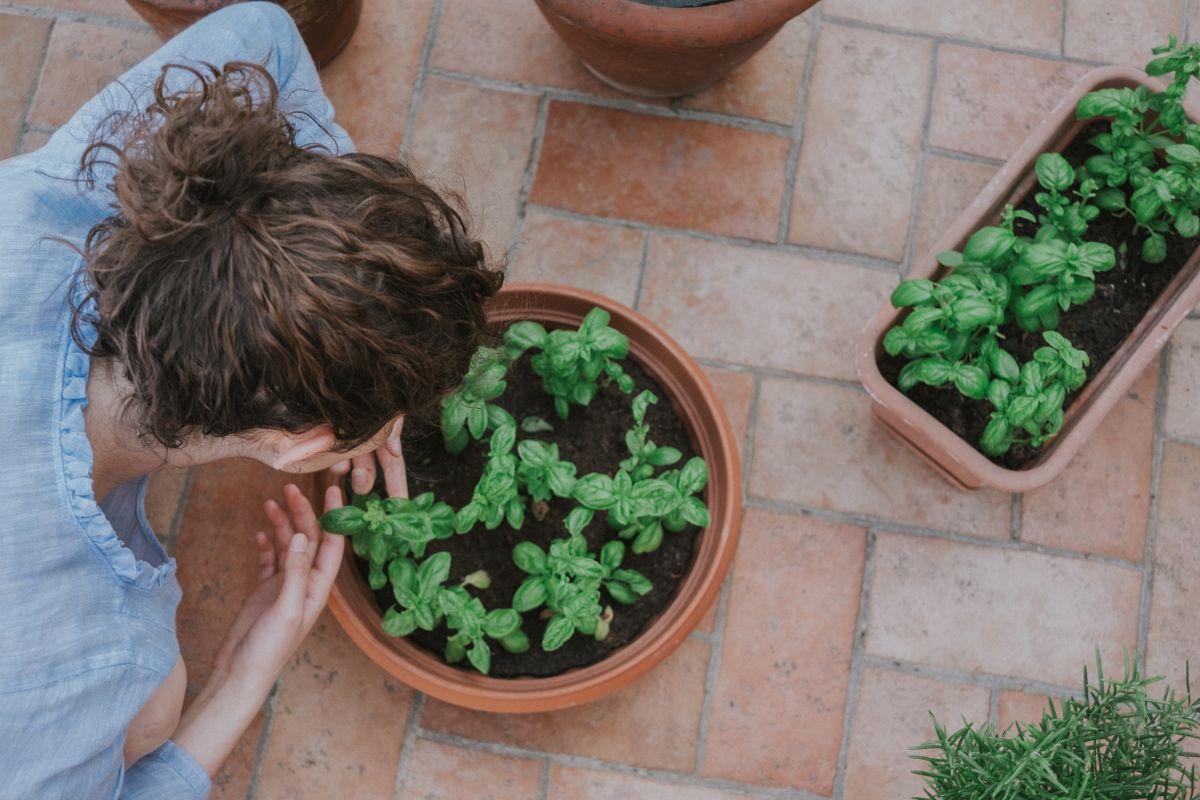 Tending basil in pots on a patio