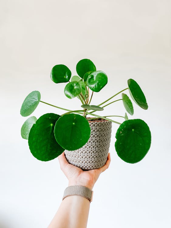Free Crop unrecognizable person showing green wonderful middle size houseplant with round leaves in beautiful pot with ornament in hand with wristwatch Stock Photo