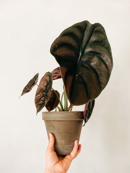 一位匿名人士手持花盆，盆中栽有叶片宽大的绿色植物，背景为白色