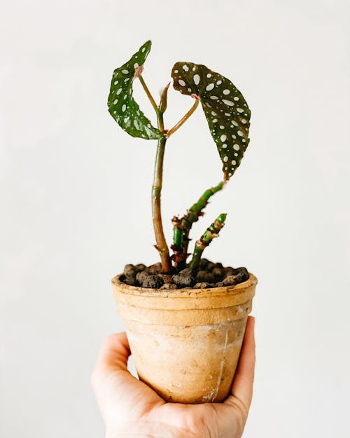 Green plant growing in pot