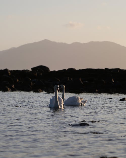 White Swans on a Body of Water