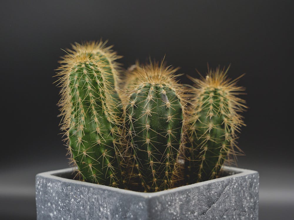 Green Cactus Plant in a Gray Pot