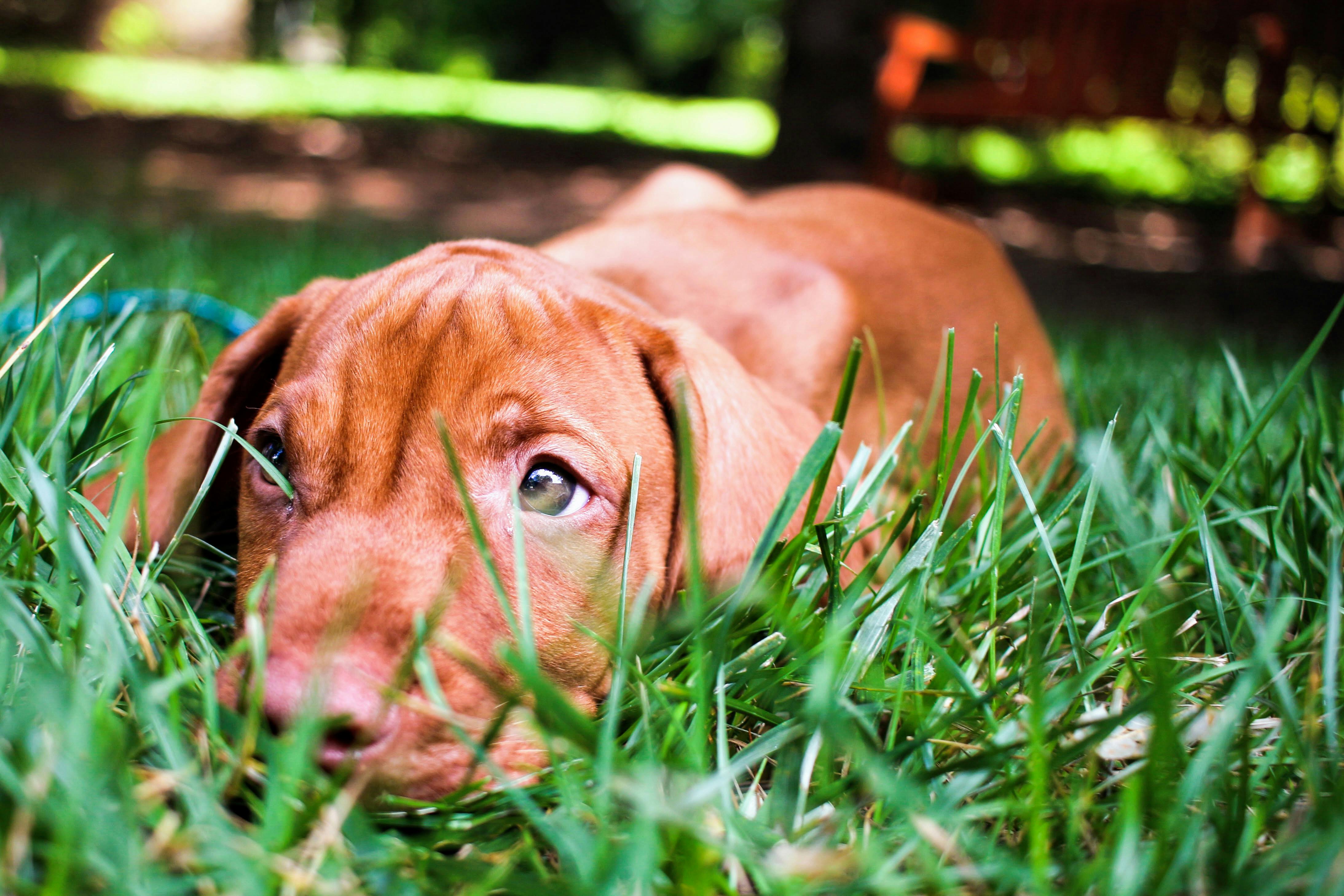 free-stock-photo-of-dog-grass-puppy