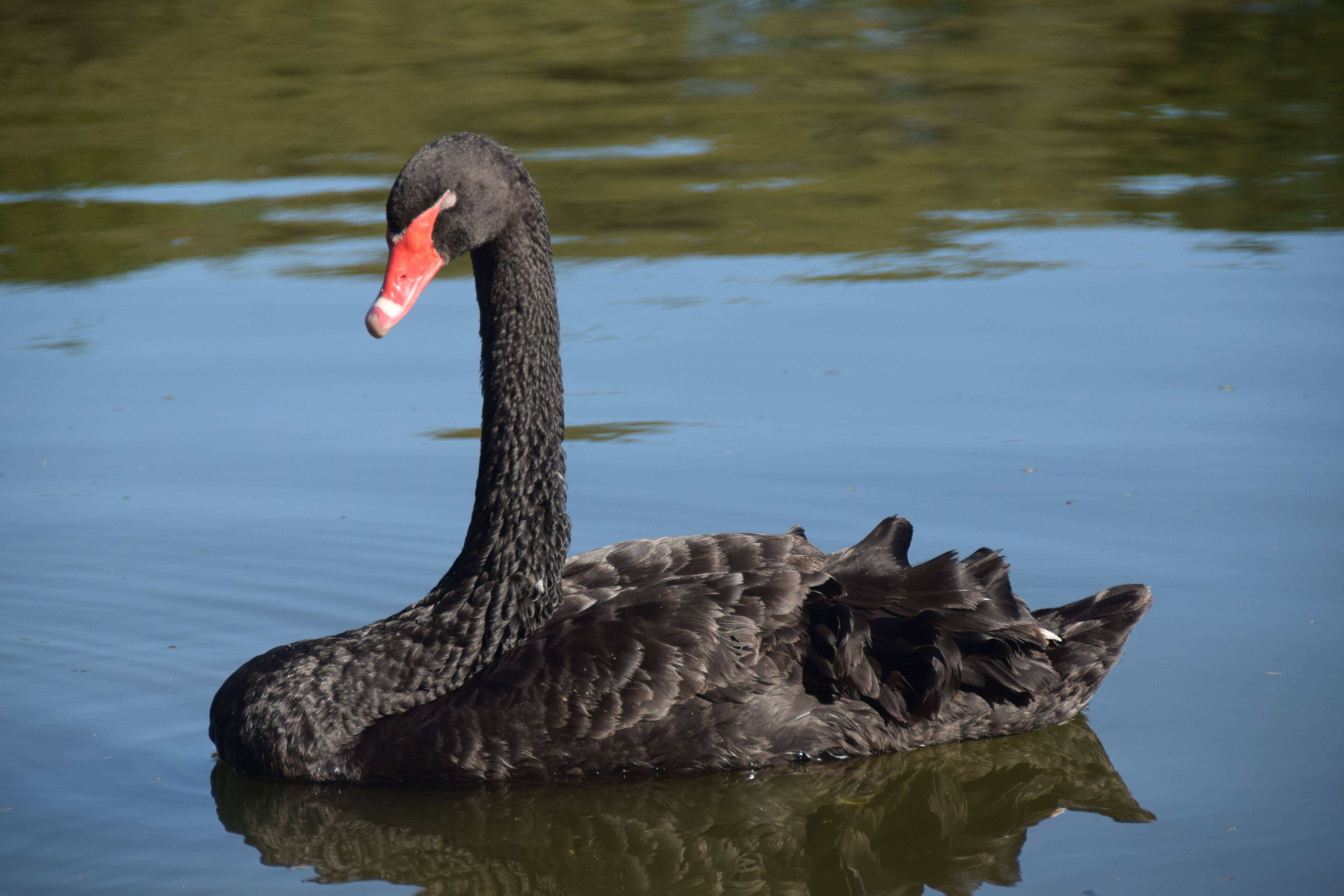 Free Stock Photo Of Cisne Negro