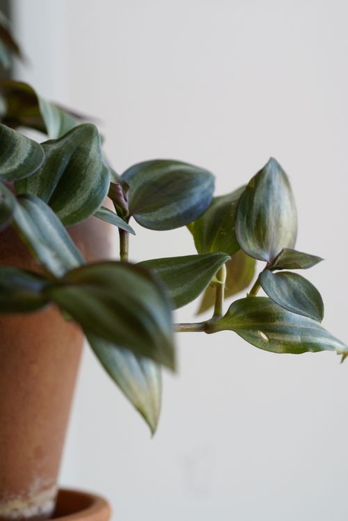 Free Detailed close-up of Tradescantia Zebrina leaves in a clay pot on a neutral background. Stock Photo