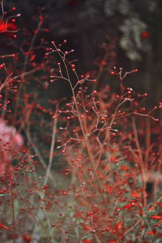 Thin branches with small red berries growing in forest near bushes in daytime