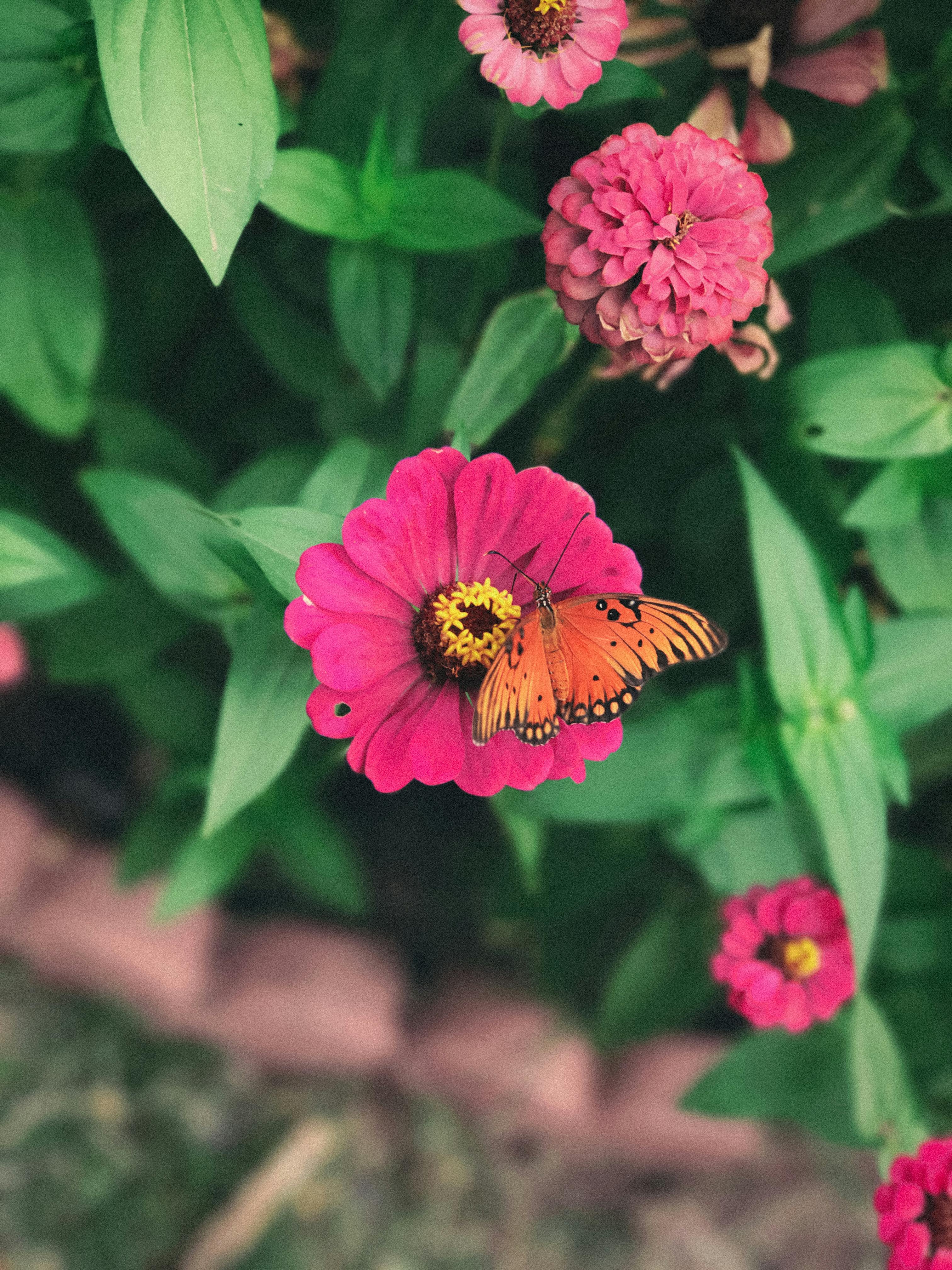 Free stock photo of butterflies, butterfly, flower