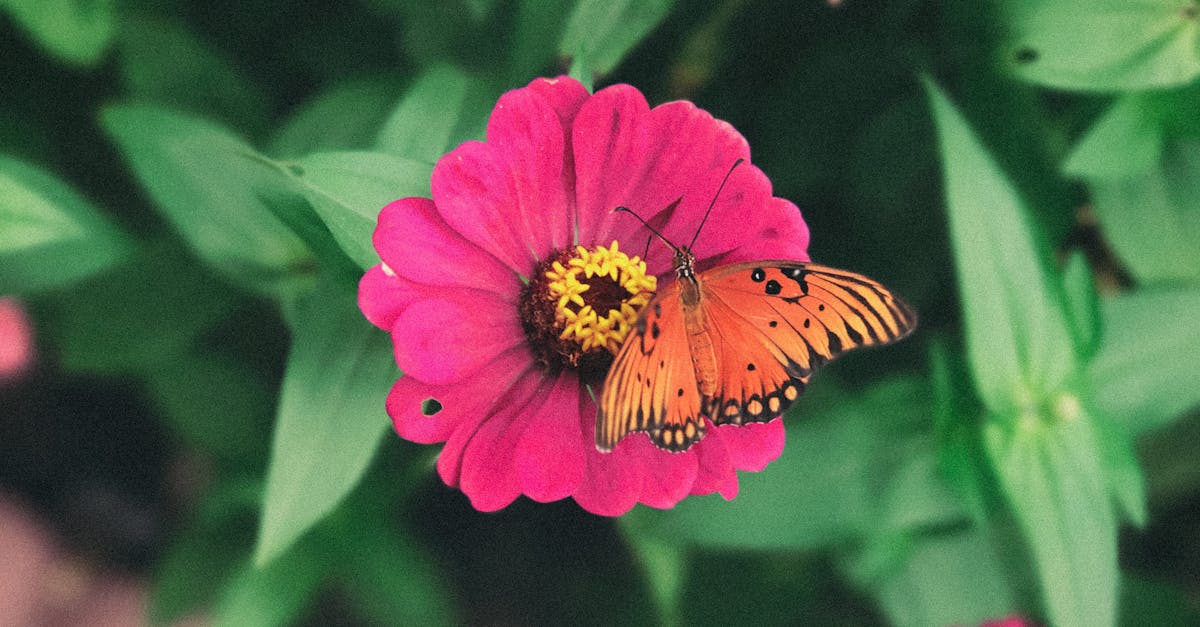 Free stock photo of butterflies, butterfly, flower