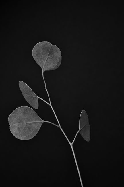 Black and white of plant with round shaped leaves growing on thin stalk in darkness