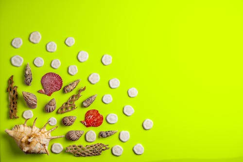 Overhead view of collection of ribbed sea shells and corals with holes on surface on colorful background