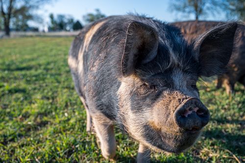 Free Big fluffy pigs walking on grassy field of farmland on sunny summer day Stock Photo