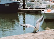 White Bird Flying over the Sea
