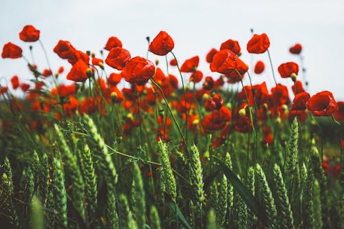 Free Red Petal Flowers Stock Photo