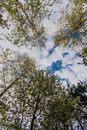 Low angle of different trees in mixed forest on bright spring day with white clouds in blue sky