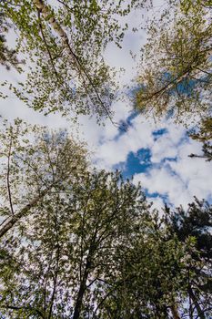 Low angle of different trees in mixed forest on bright spring day with white clouds in blue sky