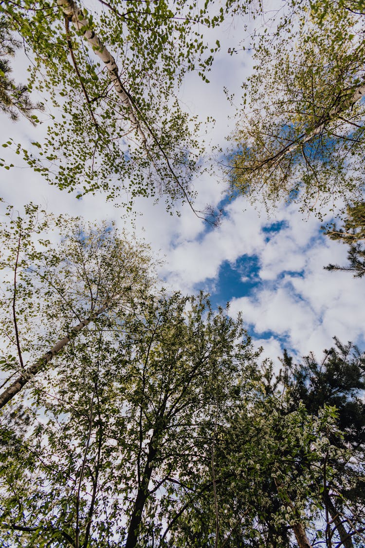 Quiet Green Forest On Sunny Spring Day