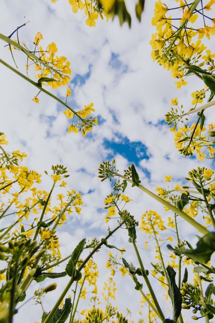 Low angle of yellow wildflowers against bright blue sky with white fluffy clouds on summer day in countryside