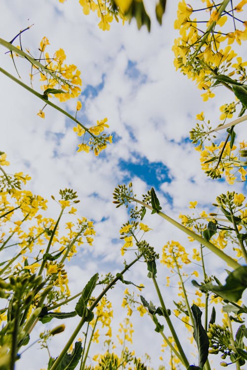 Free Yellow wildflowers against cloudy sky Stock Photo