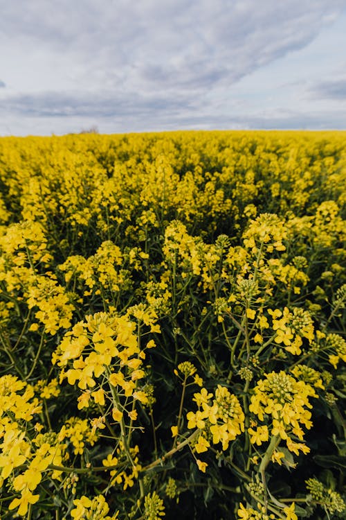 Free Picturesque view of big flowering rapeseed field in countryside on cloudy spring day Stock Photo