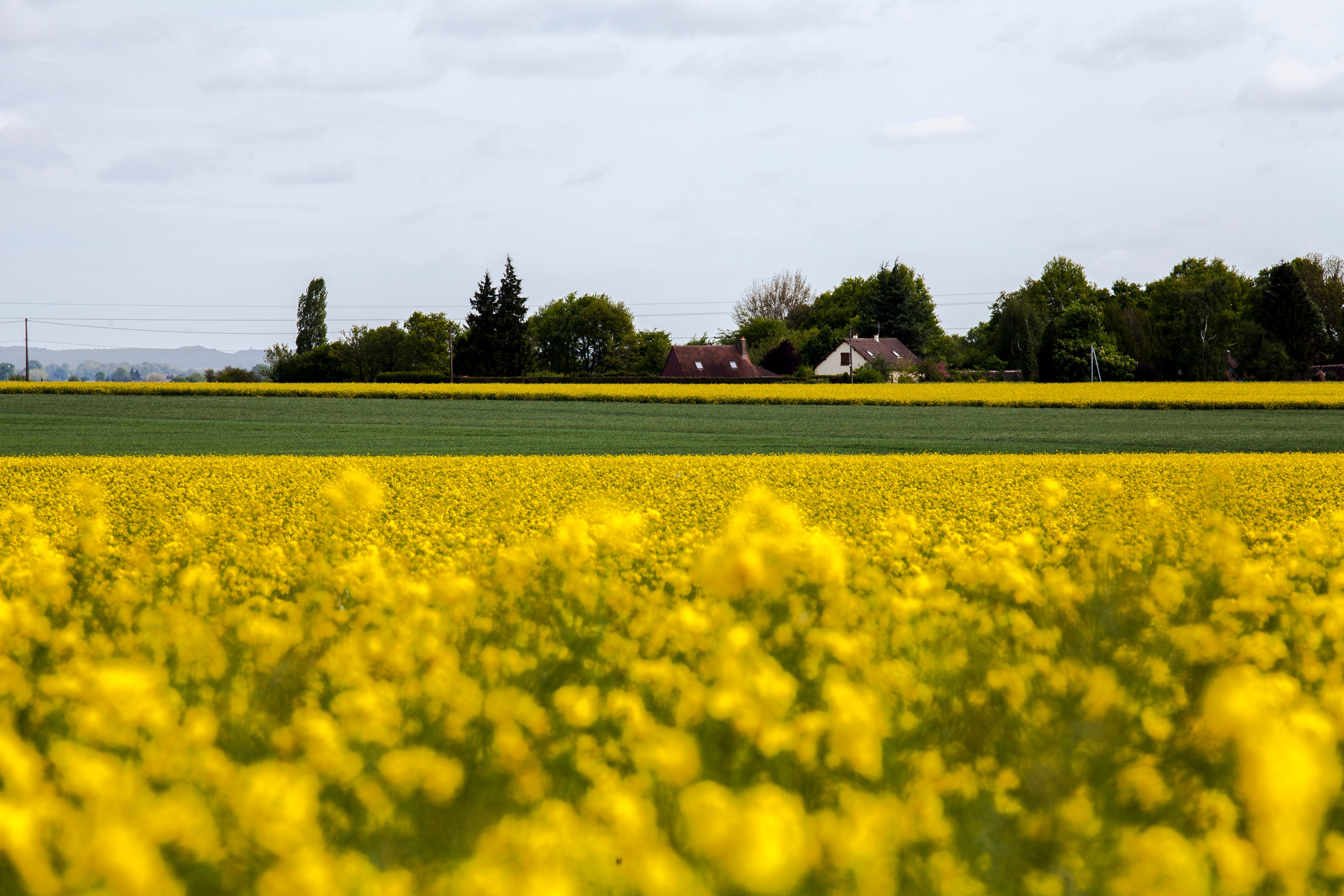 Free stock photo of country field, country land, field