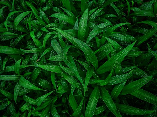 Green long leaves of grass with dew