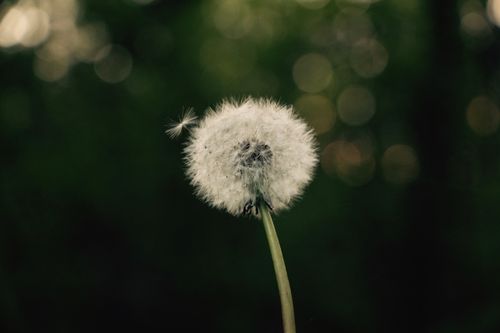 Free White dandelion bud long thin stem growing in nature against blurred bokeh background Stock Photo